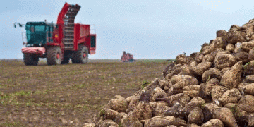 Kazakhstan’s Sugar Dilemma: Record Beet Harvest Meets Crumbling Processing Infrastructure