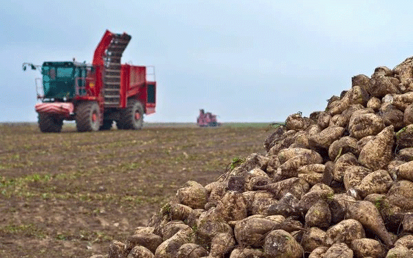 Kazakhstan’s Sugar Dilemma: Record Beet Harvest Meets Crumbling Processing Infrastructure
