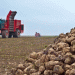Kazakhstan’s Sugar Dilemma: Record Beet Harvest Meets Crumbling Processing Infrastructure