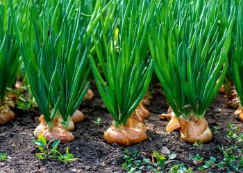 Conflict-Driven Early Onion Harvest in Myanmar Leads to Price Crash and Farmer Distress