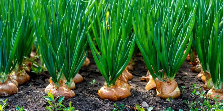 Conflict-Driven Early Onion Harvest in Myanmar Leads to Price Crash and Farmer Distress