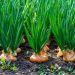 Conflict-Driven Early Onion Harvest in Myanmar Leads to Price Crash and Farmer Distress