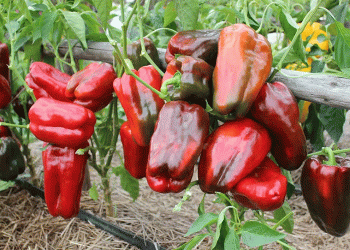 Pepper Market Turbulence: Oversupply Sparks Price Crash in the Netherlands – What’s Next?