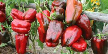 Pepper Market Turbulence: Oversupply Sparks Price Crash in the Netherlands – What’s Next?