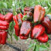 Pepper Market Turbulence: Oversupply Sparks Price Crash in the Netherlands – What’s Next?