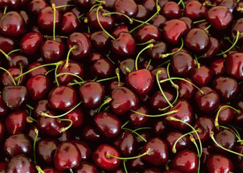 Innovative Cherry Farming in Vorarlberg: High Yields, Smart Techniques, and Sustainable Practices