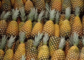 Brazil’s Fruit Export Paradox: Why the World’s Third-Largest Producer Struggles to Dominate Global Markets