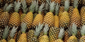 Brazil’s Fruit Export Paradox: Why the World’s Third-Largest Producer Struggles to Dominate Global Markets