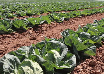 Astrakhan’s Early Cabbage Harvest: Local Sales and Long-Distance Trade – What’s Driving Demand?