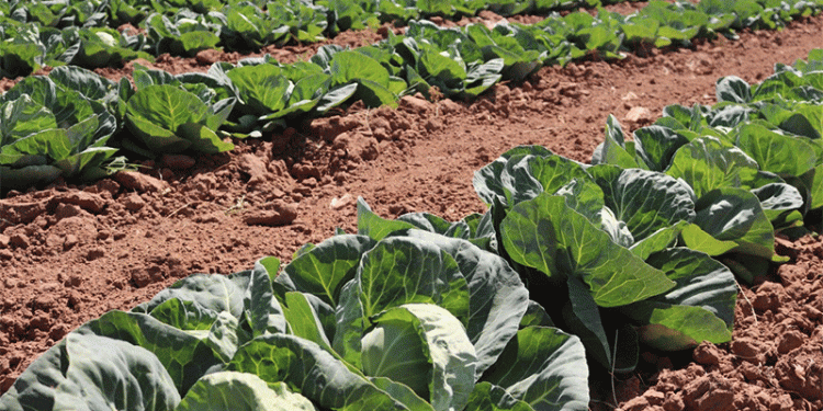 Astrakhan’s Early Cabbage Harvest: Local Sales and Long-Distance Trade – What’s Driving Demand?