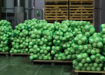 Volgograd’s Early Harvest Success: Boosting Vegetable Production with Innovative Farming