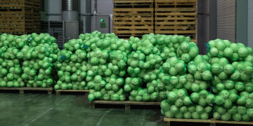 Volgograd’s Early Harvest Success: Boosting Vegetable Production with Innovative Farming