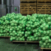 Volgograd’s Early Harvest Success: Boosting Vegetable Production with Innovative Farming