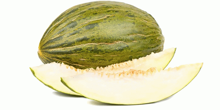 Syngenta Dominates Early Piel-de-Sapo Melon Market with 50% Share: How Innovation and Disease Resistance Are Shaping the Future
