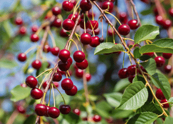 Sour Cherry Crisis 2025: Record-Low Yields and Soaring Prices Ahead – What Farmers and Agribusinesses Need to Know