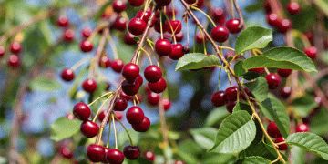 Sour Cherry Crisis 2025: Record-Low Yields and Soaring Prices Ahead – What Farmers and Agribusinesses Need to Know