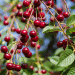 Sour Cherry Crisis 2025: Record-Low Yields and Soaring Prices Ahead – What Farmers and Agribusinesses Need to Know