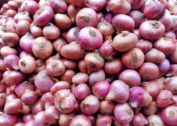 Maharashtra’s Onion Crisis: Heavy Rains Wipe Out Crops, Farmers Demand ₹1 Lakh/Acre Compensation