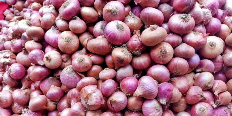 Maharashtra’s Onion Crisis: Heavy Rains Wipe Out Crops, Farmers Demand ₹1 Lakh/Acre Compensation