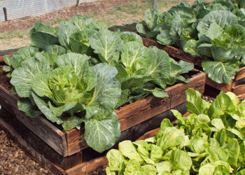 Top 10 Nutrient-Rich Leafy Greens to Boost Your Farm’s Productivity and Profitability