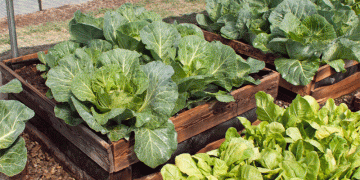 Top 10 Nutrient-Rich Leafy Greens to Boost Your Farm’s Productivity and Profitability