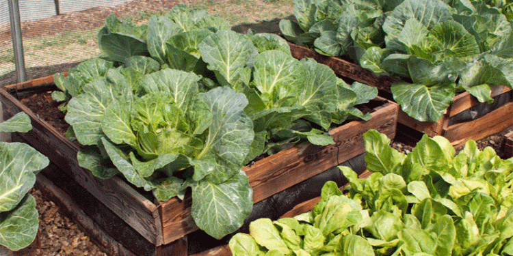 Top 10 Nutrient-Rich Leafy Greens to Boost Your Farm’s Productivity and Profitability