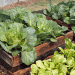 Top 10 Nutrient-Rich Leafy Greens to Boost Your Farm’s Productivity and Profitability
