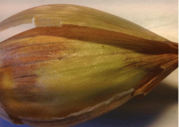 Alarming Import of Infected Vegetables: The Threat of Western Flower Thrips to Agriculture