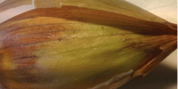 Alarming Import of Infected Vegetables: The Threat of Western Flower Thrips to Agriculture