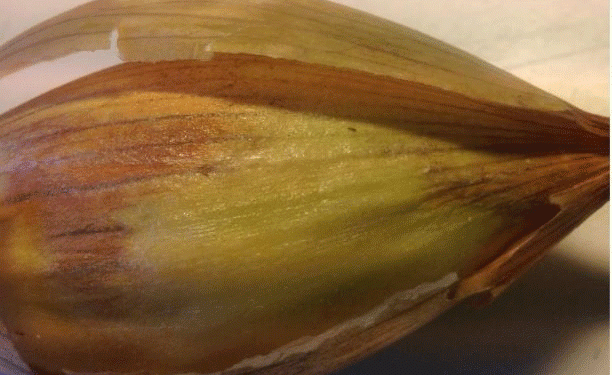 Alarming Import of Infected Vegetables: The Threat of Western Flower Thrips to Agriculture