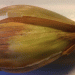 Alarming Import of Infected Vegetables: The Threat of Western Flower Thrips to Agriculture