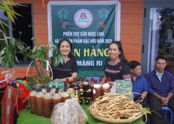 Ngọc Linh Ginseng & Medicinal Herbs: A Model for Sustainable Agri-Tourism and Economic Growth in Vietnam’s Highlands