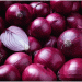 Swiss Onion Crisis: Rot, Rain, and Missing Crop Protection – Can the 2024 Harvest Recover?