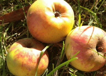Unlocking the Potential of Apple Value Addition: How Mari El Farmers Are Pioneering Sustainable Agri-Business