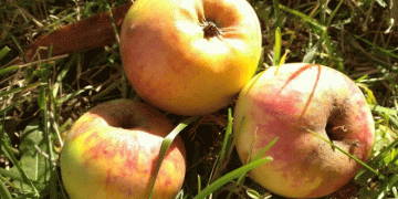 Unlocking the Potential of Apple Value Addition: How Mari El Farmers Are Pioneering Sustainable Agri-Business