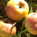 Unlocking the Potential of Apple Value Addition: How Mari El Farmers Are Pioneering Sustainable Agri-Business