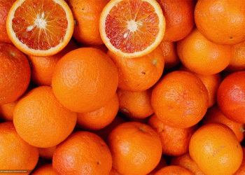 Brazil’s 2025/26 Orange Harvest: High Yields, Delayed Contracts, and Rising Quality