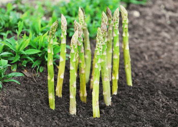 Peruvian Asparagus in Europe: Seizing the Seasonal Window for Export Growth