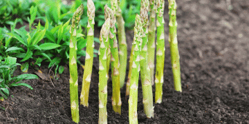 Peruvian Asparagus in Europe: Seizing the Seasonal Window for Export Growth