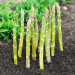 Peruvian Asparagus in Europe: Seizing the Seasonal Window for Export Growth