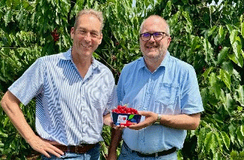 Bodensee Cherries 2025: High-Quality Protected Cultivation Sets the Standard for Sustainable Fruit Production