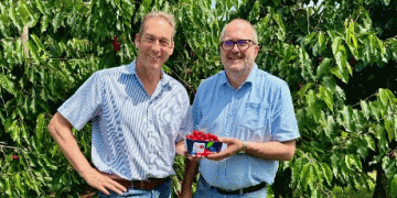 Bodensee Cherries 2025: High-Quality Protected Cultivation Sets the Standard for Sustainable Fruit Production