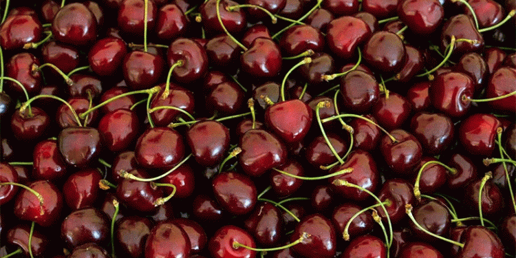 Early Cherry Harvest in Lower Saxony: High Quality but Lower Yields – What Farmers Need to Know