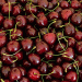 Early Cherry Harvest in Lower Saxony: High Quality but Lower Yields – What Farmers Need to Know