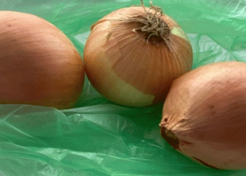The Decline of Bessonovsky Onion: Why a Once-Famous Russian Variety Disappeared from Fields