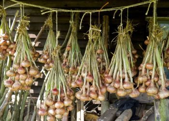 Why Are Onion Prices Soaring in Bangladesh Despite Peak Harvest? Farmers, Traders, and Market Dynamics Explained