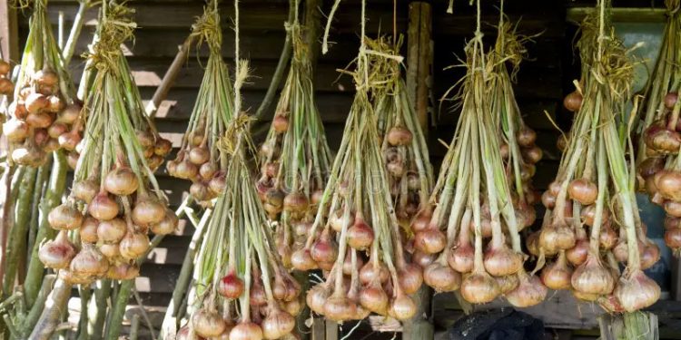 Why Are Onion Prices Soaring in Bangladesh Despite Peak Harvest? Farmers, Traders, and Market Dynamics Explained