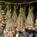 Why Are Onion Prices Soaring in Bangladesh Despite Peak Harvest? Farmers, Traders, and Market Dynamics Explained