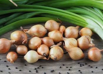 Unseasonal Rains Wreak Havoc on Gujarat’s Onion Crop: Price Surge and Farmer Distress Loom