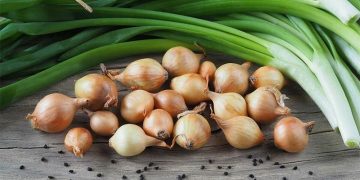 Unseasonal Rains Wreak Havoc on Gujarat’s Onion Crop: Price Surge and Farmer Distress Loom